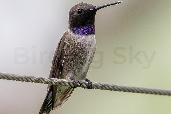 Black-chinned hummingbird