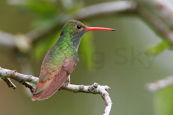 Buff-Bellied Hummingbird