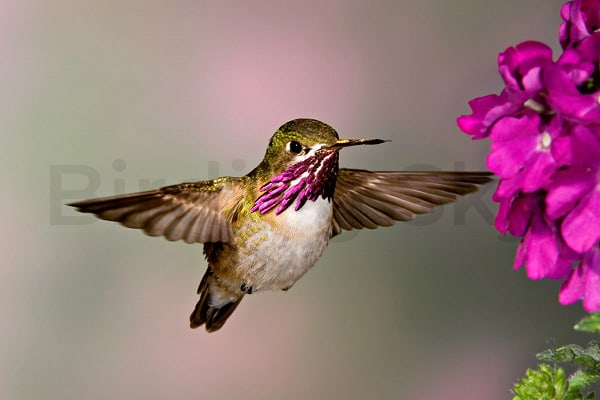 Calliope Hummingbird