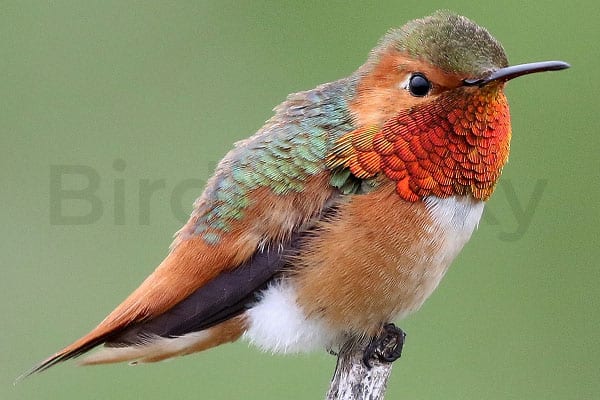 Allen’s Hummingbird