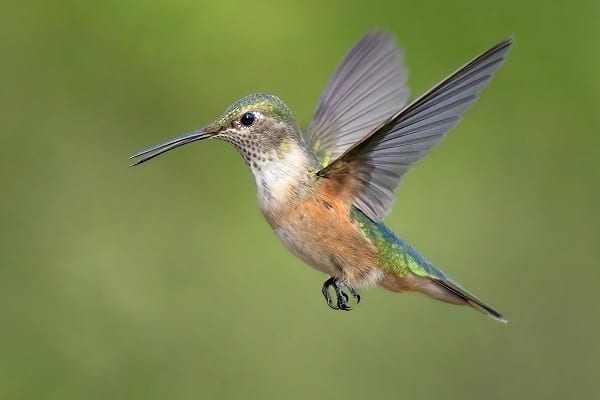 Broad-Billed Hummingbird