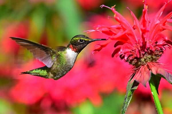 Ruby-throated hummingbird