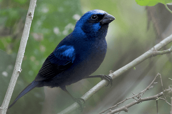 Blue Bunting