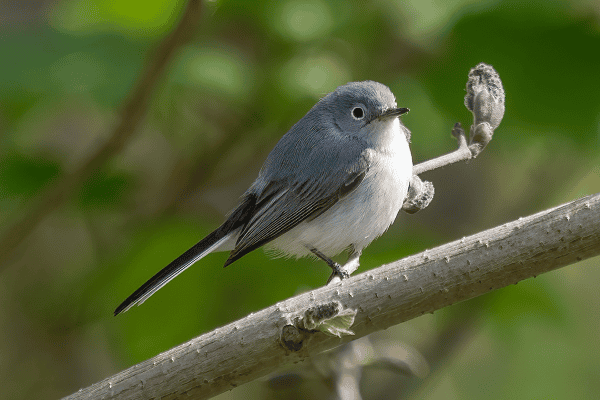 Blue-Gray Gnatcatcher