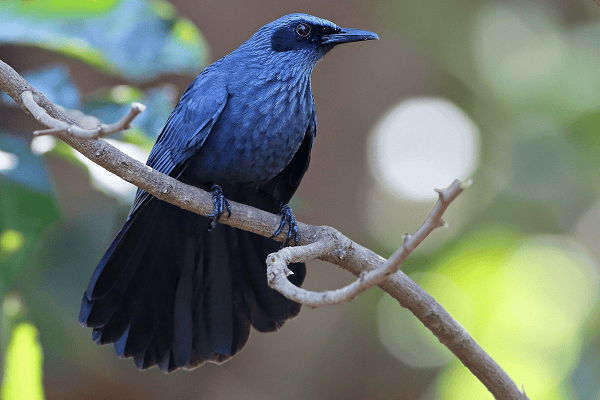 Blue Mockingbird