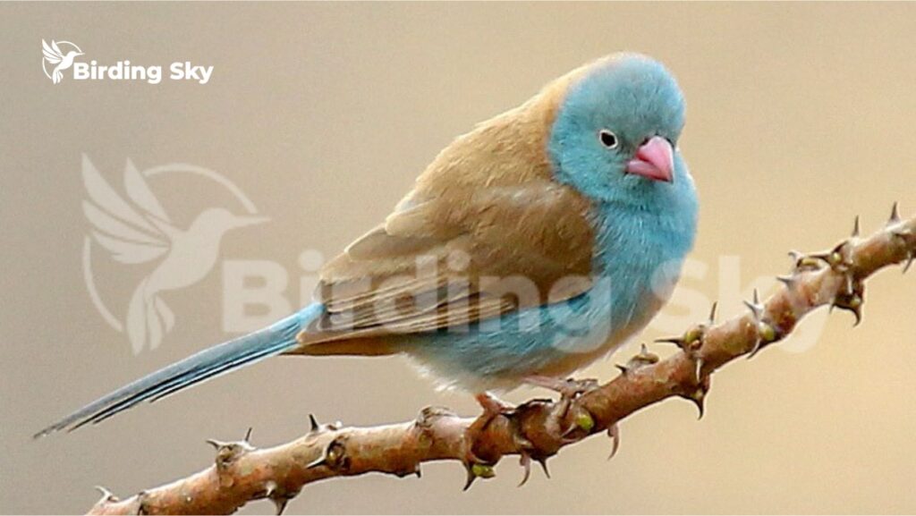 Blue-capped Cordonbleu