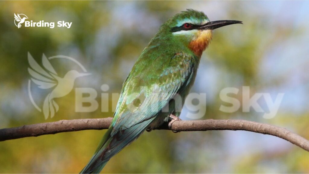 Blue-cheeked Bee-eater