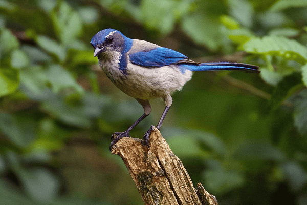 California Scrub-Jay