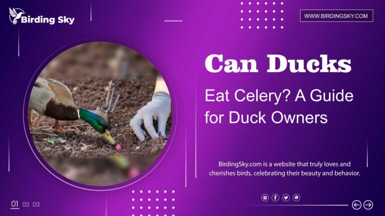 Can Ducks Eat Celery