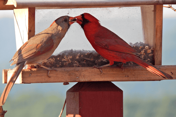 Cardinal Singing and behaviour