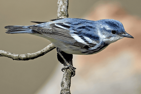 Cerulean Warbler