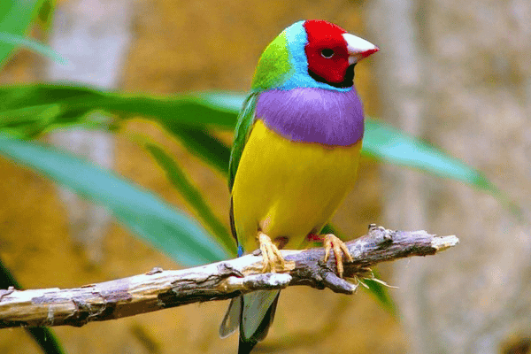 Colorful Gouldian Finch Bird