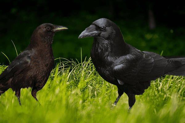 Crow vs Raven