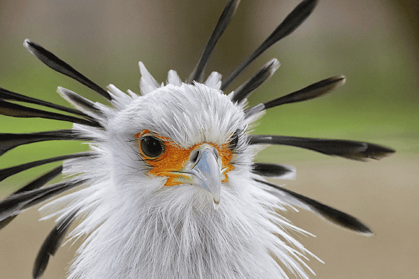 Elegant Secretary Bird