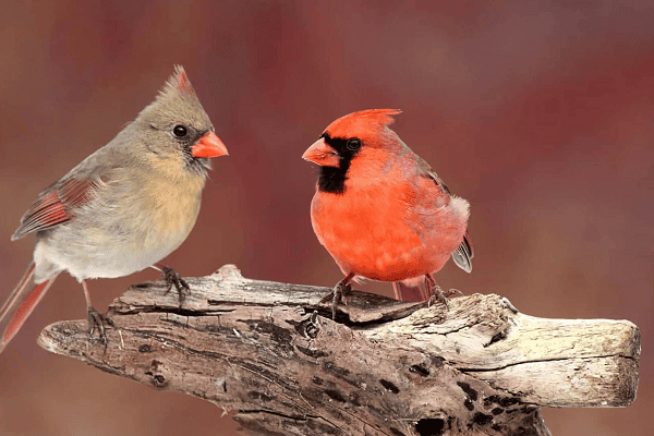 Male and Female Cardinal Difference