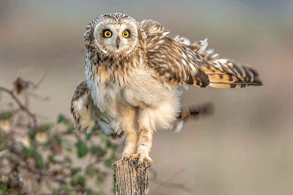 Owl Legs so long