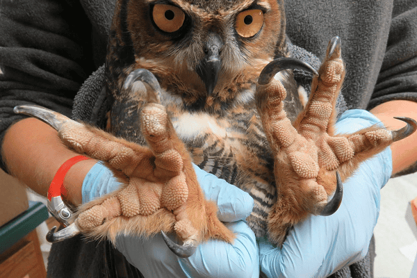 Owl Powerful grip