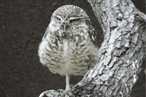 Owl stands on one leg