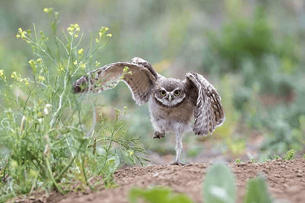 Owls run on their legs