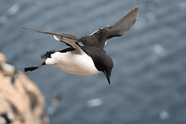 Penguin Bird Flight