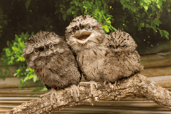 Potoo Birds