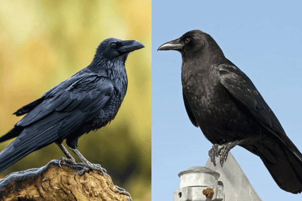 Raven vs Blackbird