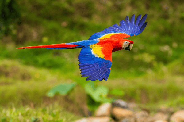 Scarlet Macaw