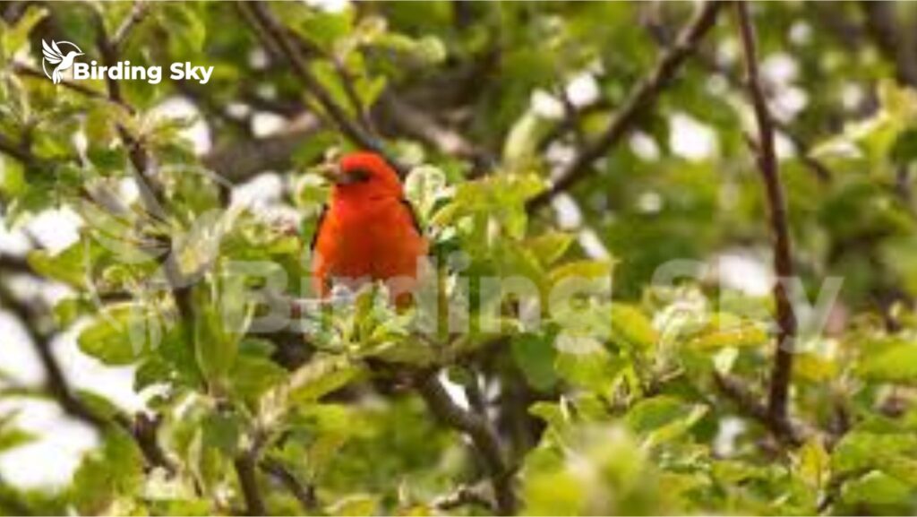 Scarlet Tanager