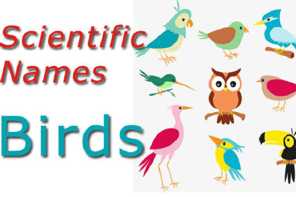 Scientific Bird Names