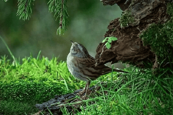 Sparrow Peace