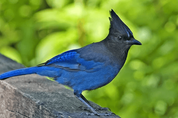 Steller’s Jay