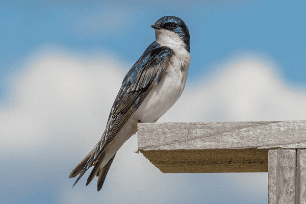 Tree Swallows