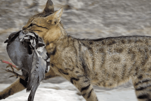 do cats eat birds or just kill them