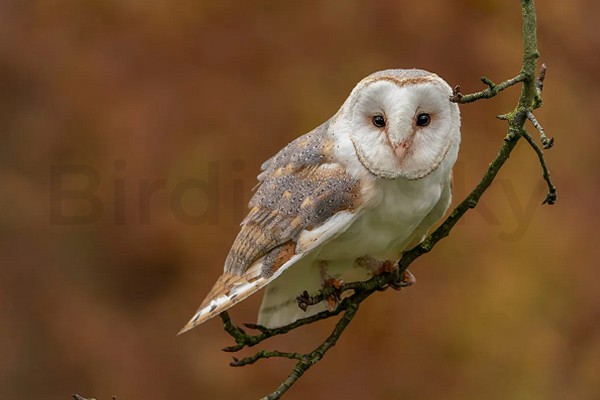 Barn Owl