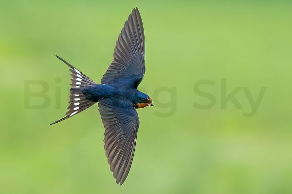 Barn Swallow