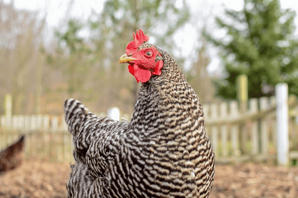 Barred Rock Chickens Start Laying Eggs