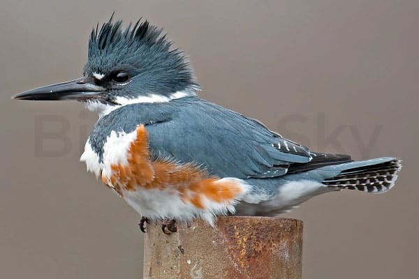 Belted Kingfisher