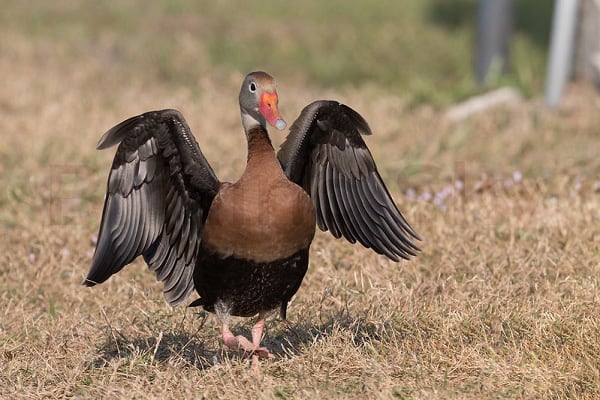 Black-Bellied Whistling Duck