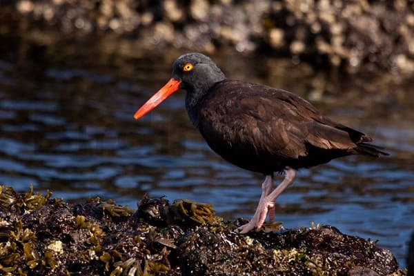 Black Oystercatcher