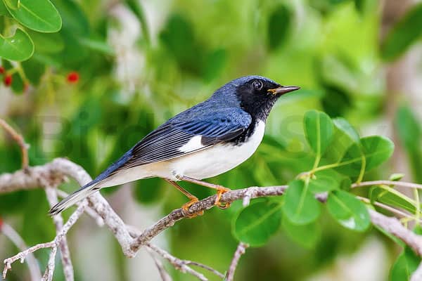 Black-throated blue Warbler