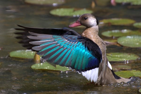 Brazilian Teal