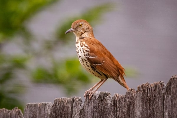 Brown Thrasher