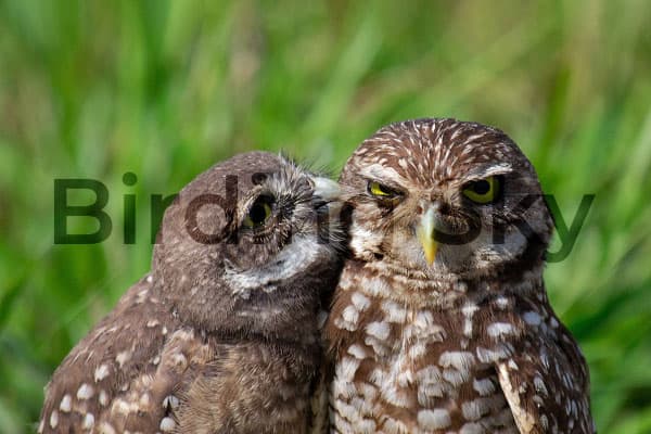 Burrowing Owl