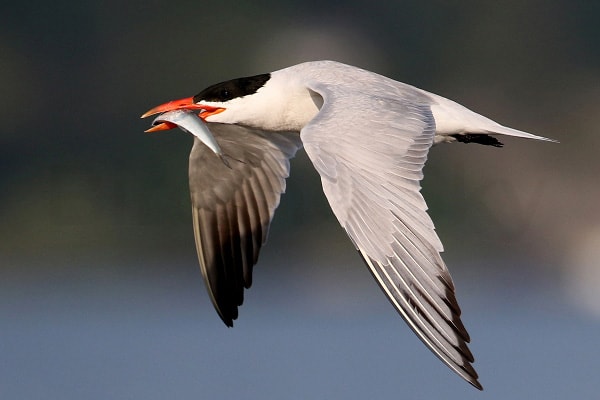 Caspian Tern