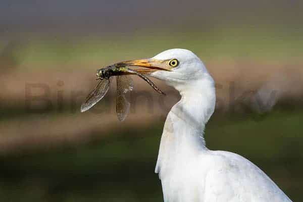 Cattle Egret