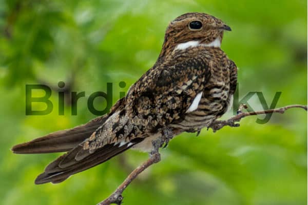 Common Nighthawk