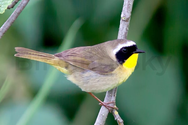 Common yellowthroat