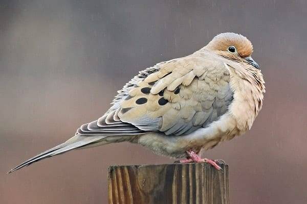 Doves in Connecticut