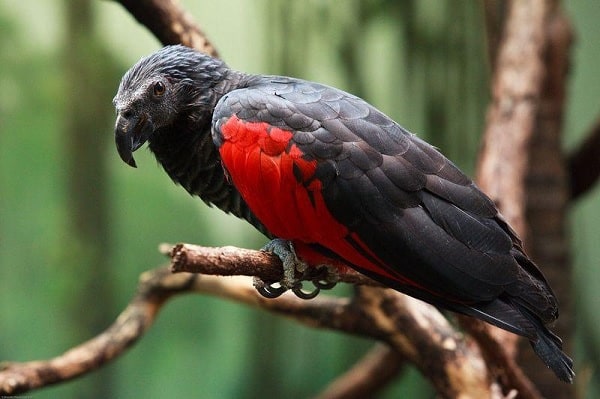 Dracula Parrot