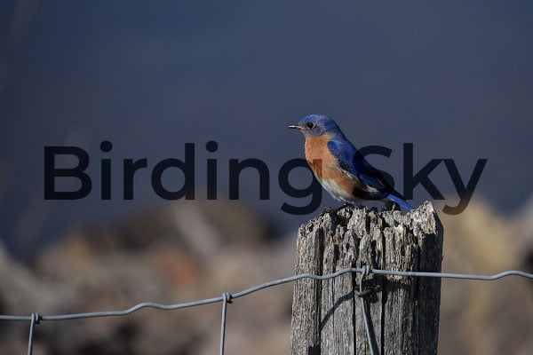 Eastern Bluebird